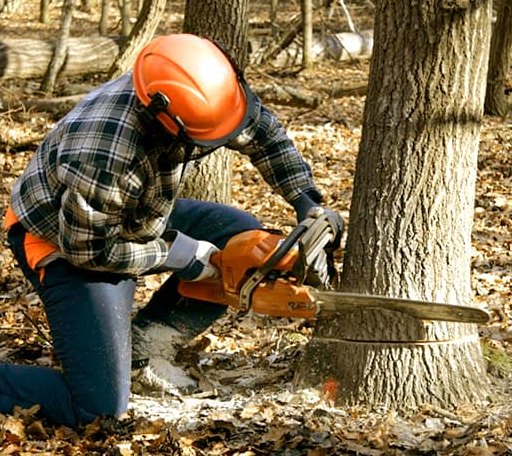Tree Removal in Limerick, ME